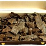 كمبودي تربل