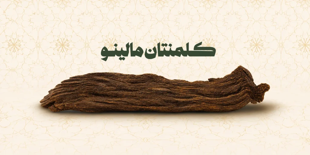 الرئيسية