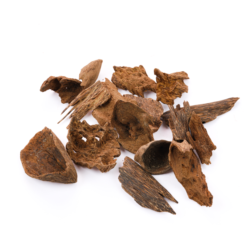 Laotian Double Super Oud